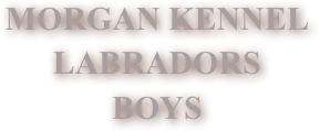 MORGAN KENNEL&amp;#10;LABRADORS&amp;#10;BOYS