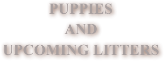 PUPPIES&#10;AND &#10;UPCOMING LITTERS